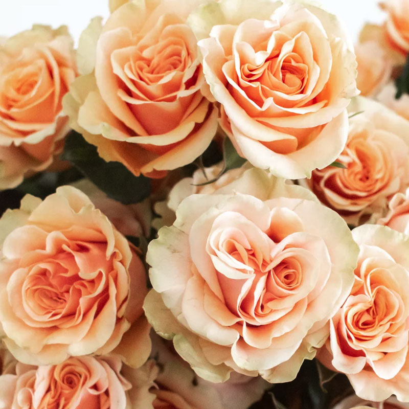 Perfect Peach Rose