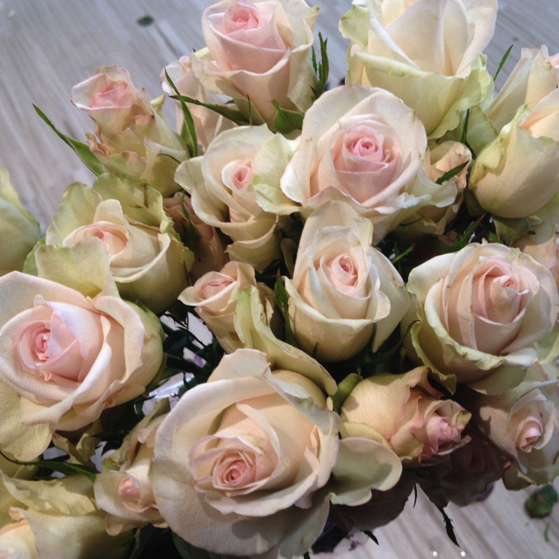 Royal Percelina Rose