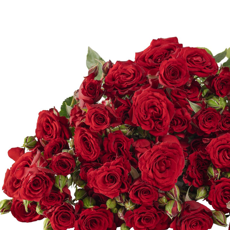 Velvet Blossoms Rose